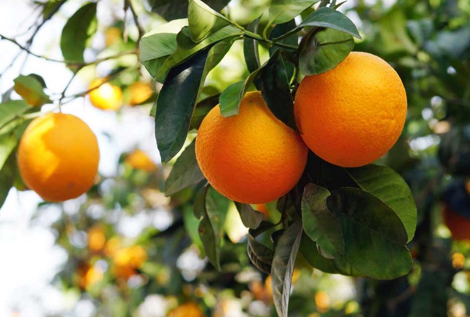 Price of orange juice expected to rise amid forecasts of smallest crop in over 60 years