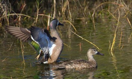 FWC confirms highly pathogenic Avian Influenza in two wild birds in Florida
