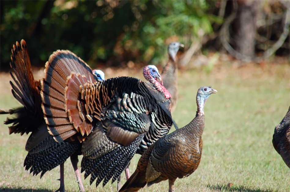 Love to turkey hunt? Be in the know about wild turkey management!