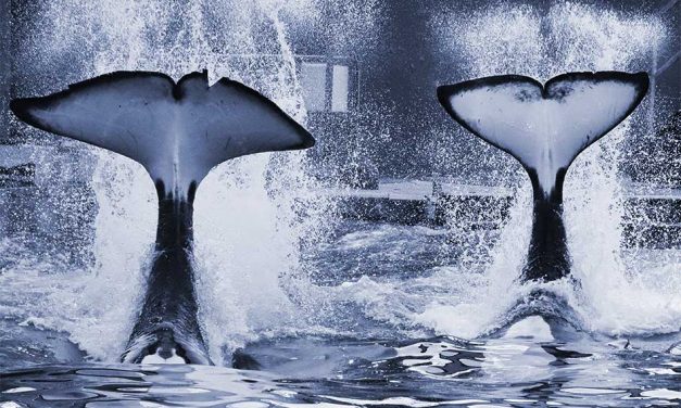 SeaWorld makes $3.4B offer to buy amusement park owner Cedar Fair