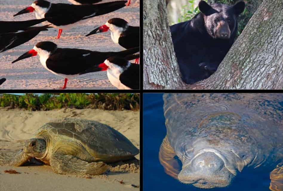 Help conserve Florida wildlife as they become more active this spring