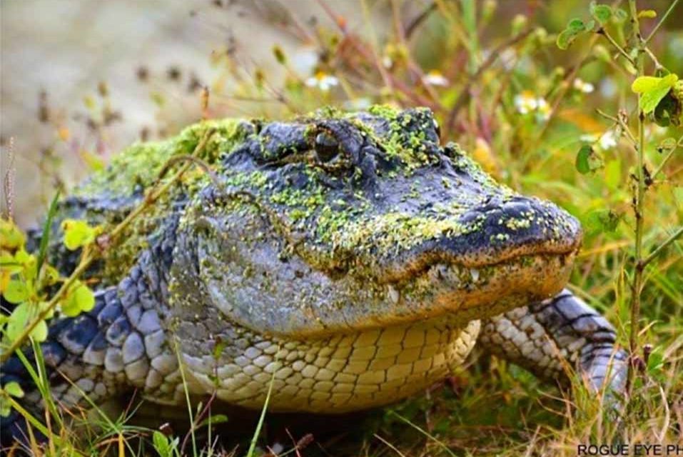 Spring means active Florida gators, here are some tips to safely co-exist with alligators
