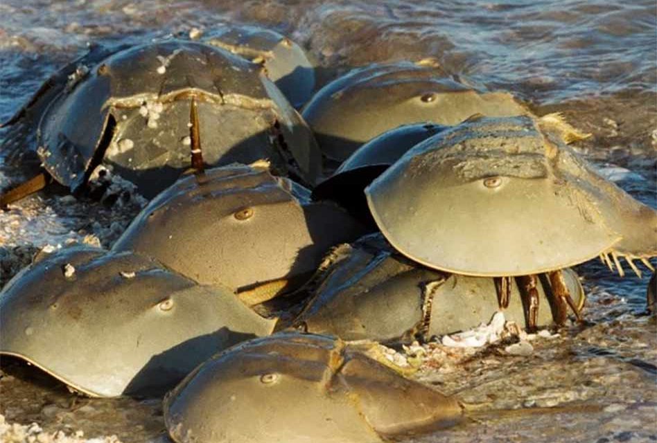 Report horseshoe crab sightings to FWC for science