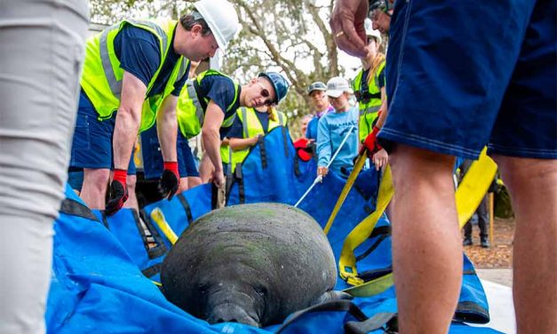 Disney Assists FWC with Successful Rehabilitation and Release of Manatee