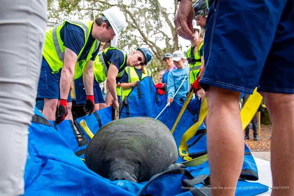 Disney Assists FWC with Successful Rehabilitation and Release of Manatee