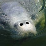 Manatee Awareness Reminder: Go slow, look out below when on the water!