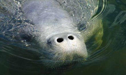Go slow, look out below; Manatees need your help
