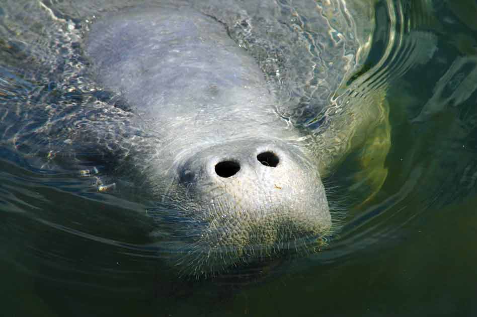 Go slow, look out below; Manatees need your help