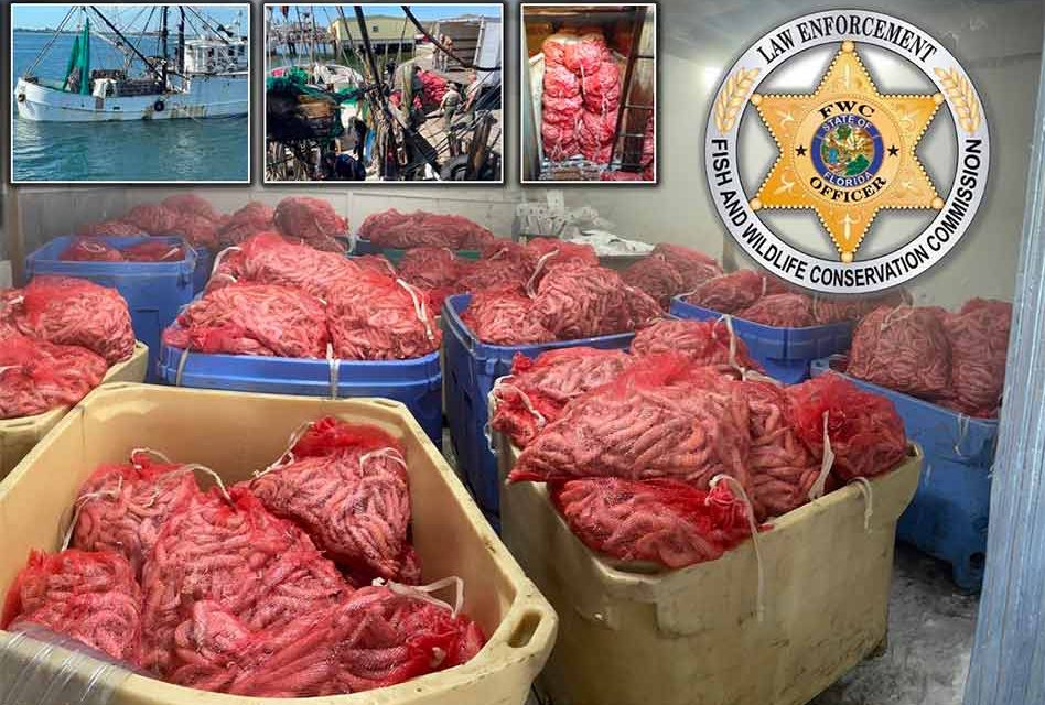 FWC officers intercept commercial vessel with more than 11,000 pounds of illegally harvested shrimp