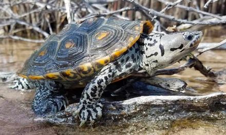 New FWC diamondback terrapin conservation measures in effect