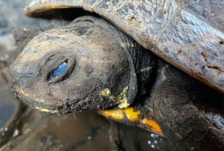 Help FWC monitor freshwater turtle die-offs due to virus