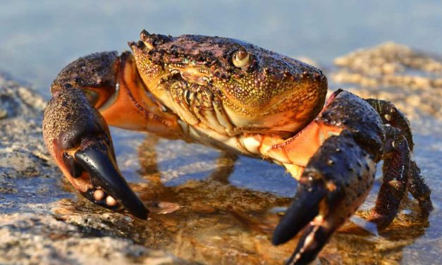Florida’s Stone Crab Season to End May 2