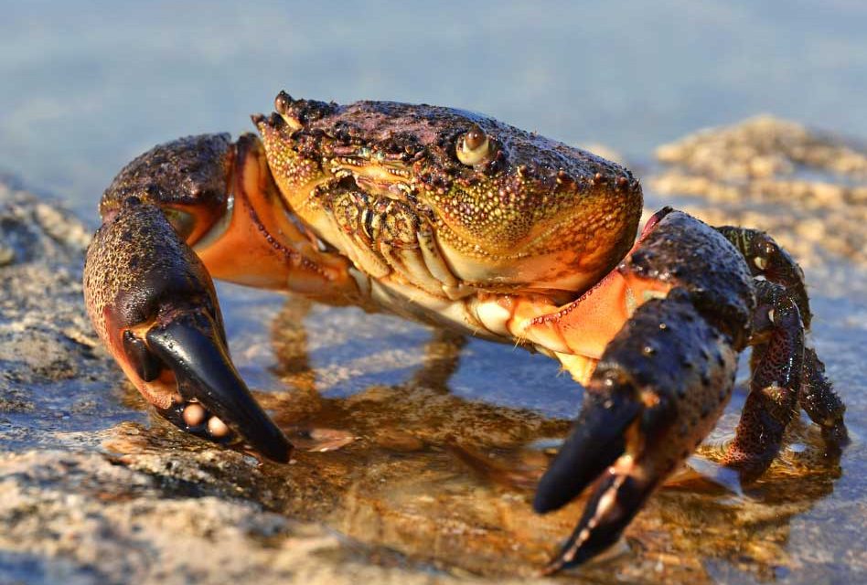 Florida’s Stone Crab Season to End May 2