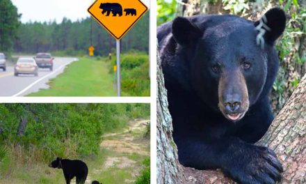 Spring “BearWise” tips from the FWC to reduce conflicts with bears