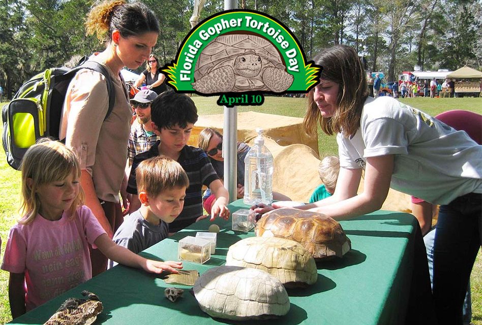Get involved with Gopher Tortoise Day in your community, FWC Says