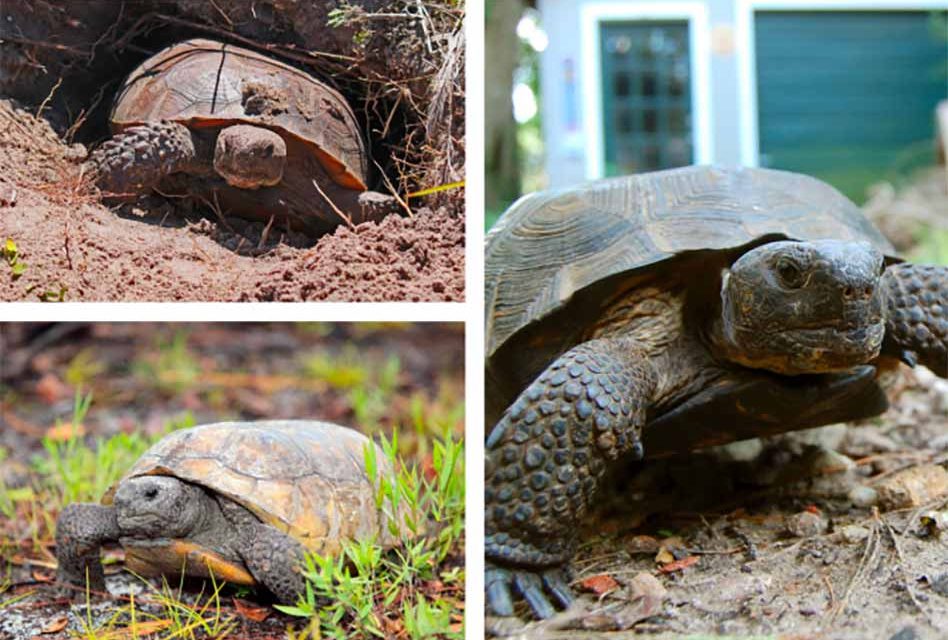 Celebrate Gopher Tortoise Day with a tortoise friendly yard