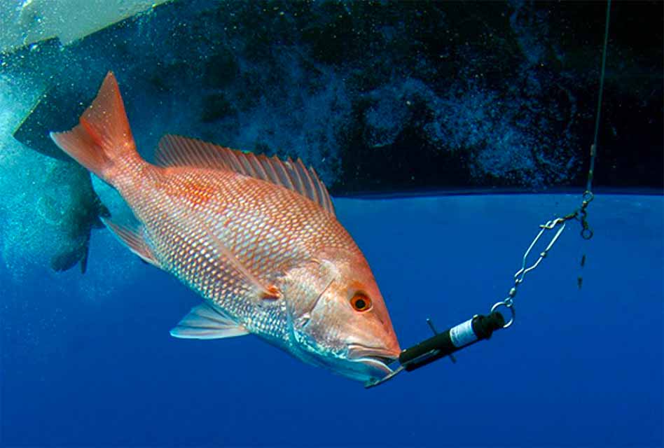 FWC encourages reef fish anglers to “Return ‘Em Right” and conserve our fisheries for the future