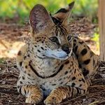 CFAR welcomes its newest “Royal Resident,”  Prince Raja, a 7-year-old Serval cat