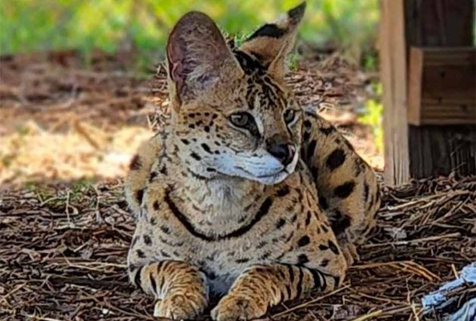 CFAR welcomes its newest “Royal Resident,”  Prince Raja, a 7-year-old Serval cat