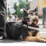 Governor DeSantis Signs Bill to Provide Care for Retired Law Enforcement K-9s