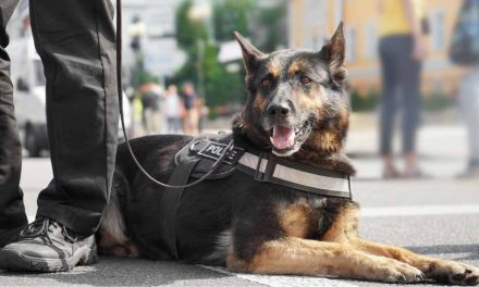 Governor DeSantis Signs Bill to Provide Care for Retired Law Enforcement K-9s