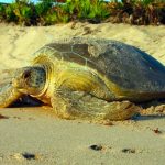 Help nesting sea turtles by respecting their nests