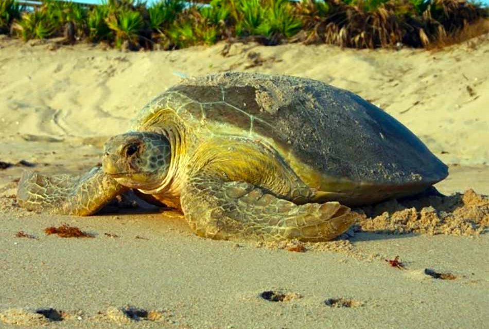 Help nesting sea turtles by respecting their nests