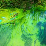 Florida Health Officials Issue Blue-Green Algae Bloom Alert for Lake Marian