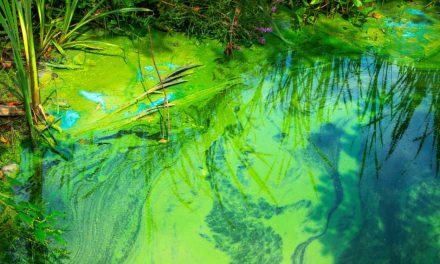 Florida Health Officials Issue Blue-Green Algae Bloom Alert for Lake Marian