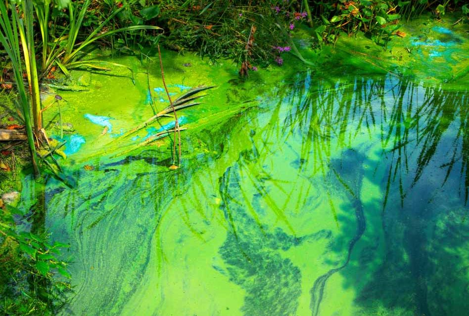 Health Officials Issue Blue-Green Algae Bloom Alert for Osceola County