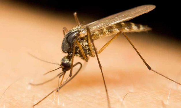 Florida Department of Health in Osceola County Issues Mosquito-borne Illness Advisory
