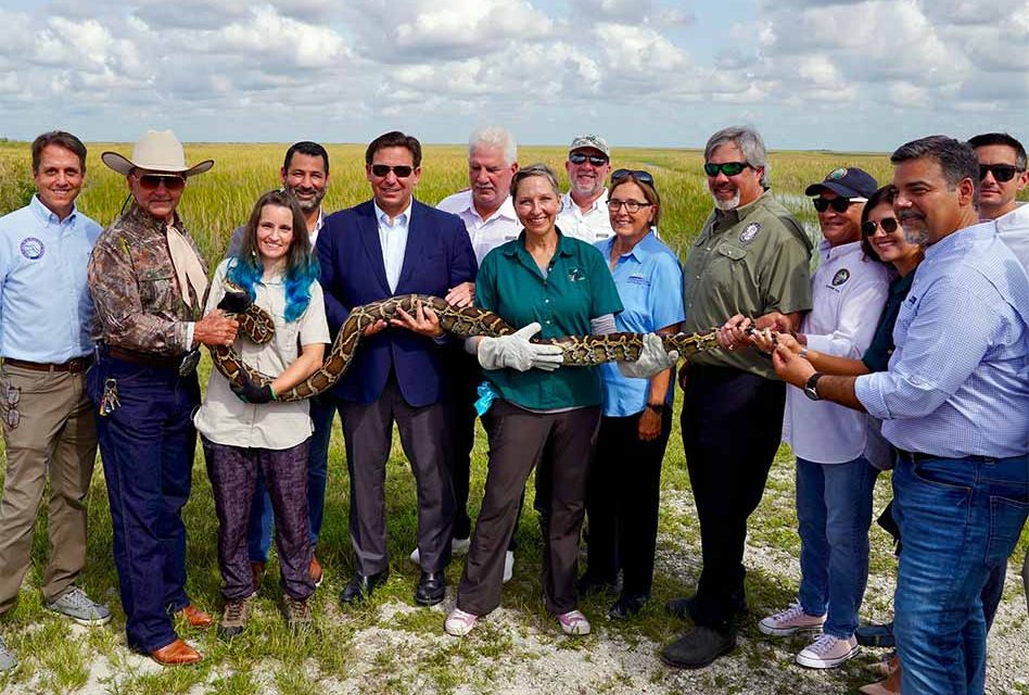Calling all snake hunters. Governor Ron DeSantis Announces 2022 Florida Python Challenge