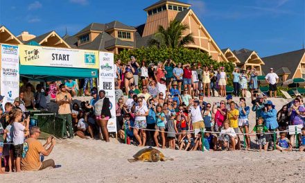 15th Annual Tour de Turtles Underway From Disney’s Vero Beach Resort