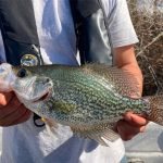 New black crappie fishing regulations approved by Florida Fish and Wildlife Conservation Commission