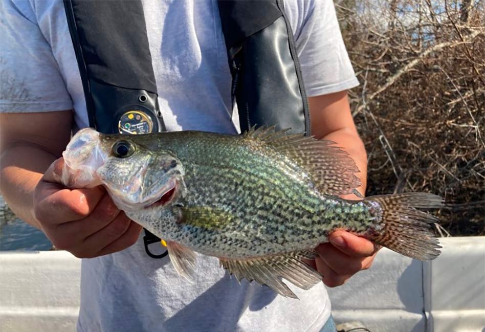 New black crappie fishing regulations approved by Florida Fish and Wildlife  Conservation Commission