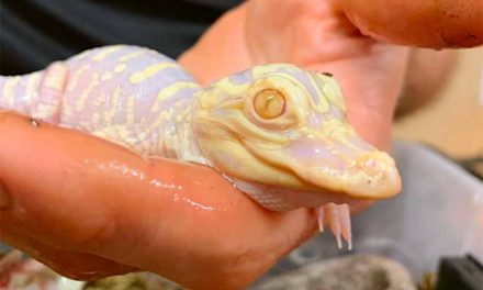 Wild Florida welcomes another Baby Albino Alligator to its gator park in Osceola County