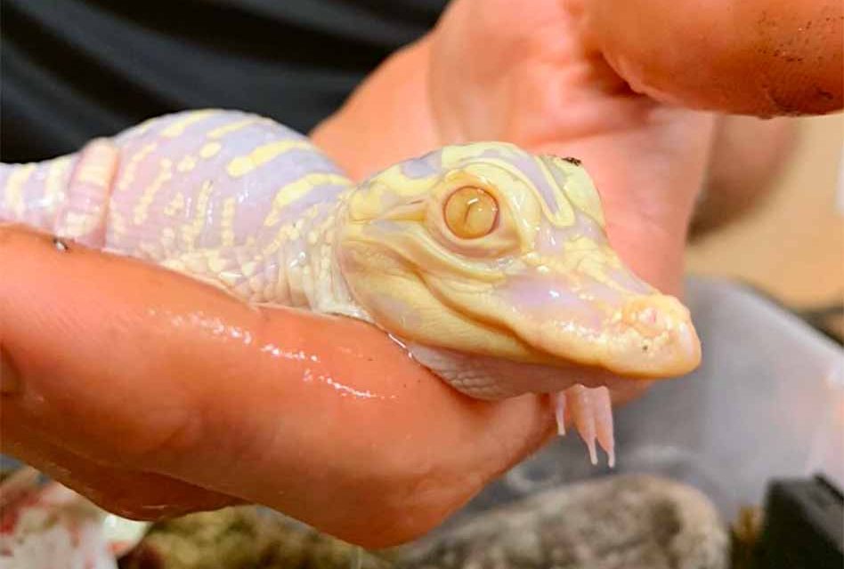 Wild Florida welcomes another Baby Albino Alligator to its gator park in Osceola County