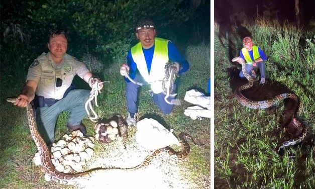 Two Burmese pythons, clutch of eggs and hatchlings found and removed from Big Cypress National Preserve