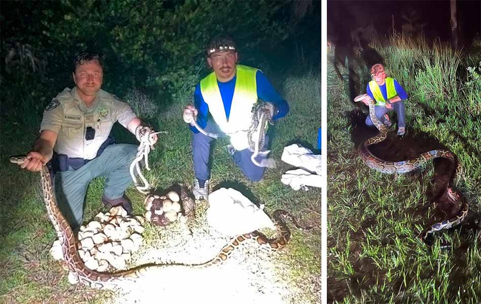 Two Burmese pythons, clutch of eggs and hatchlings found and removed from Big Cypress National Preserve