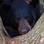 FWC shares BearWise Tips for Fall