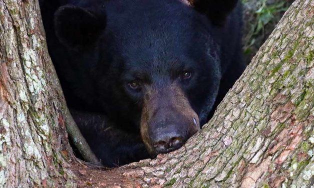 FWC shares BearWise Tips for Fall