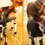 Beni, a rare, endangered Okapi Calf born at Disney’s Animal Kingdom Lodge