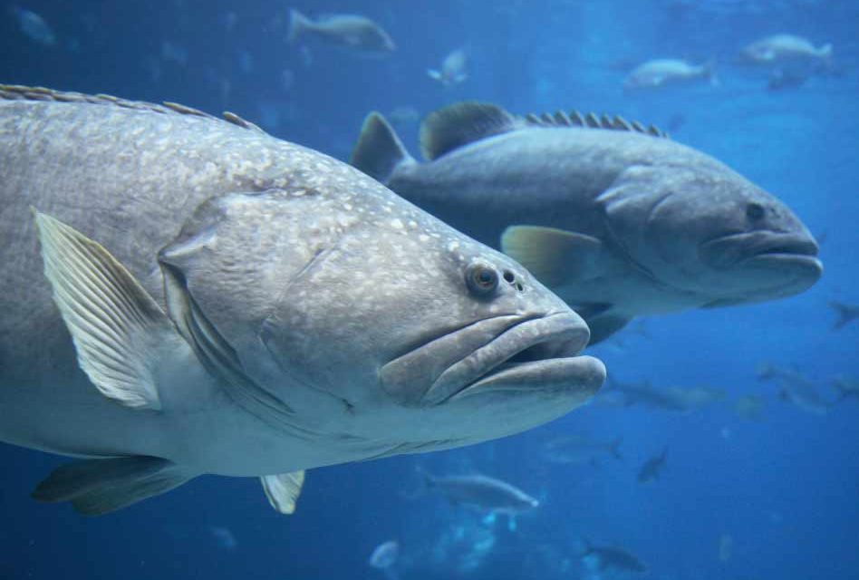 Applications for limited recreational harvest of goliath grouper in state waters open Oct. 15