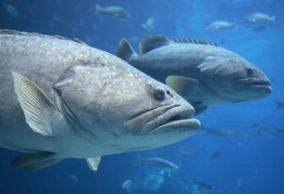 Applications for limited recreational harvest of goliath grouper in