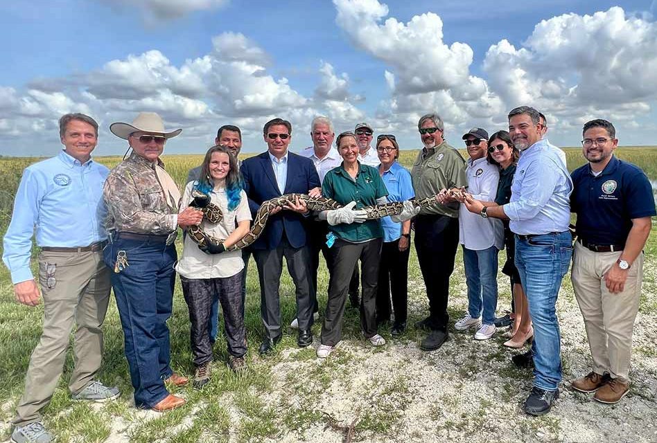 Hundreds of Burmese pythons removed during 2022 Florida Python Challenge
