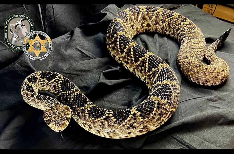 Multi-year FWC investigation “Operation Viper” leads to numerous charges for venomous and prohibited snake traffickers