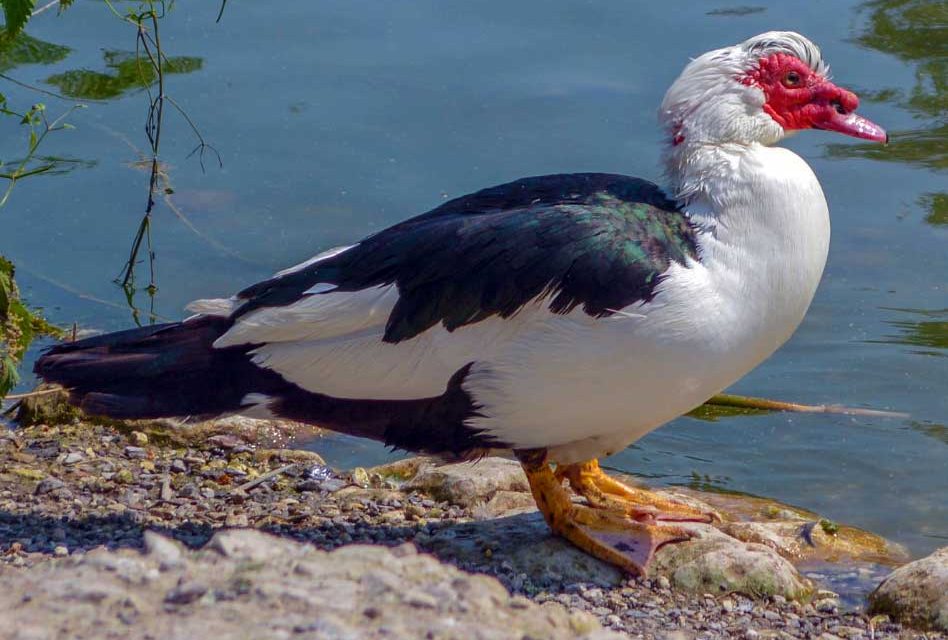 FWC continues to monitor avian influenza across Florida