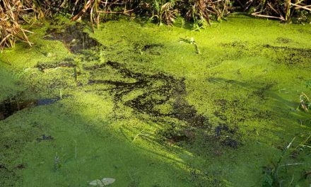Governor DeSantis awards more than $13.6 million to clean up, mitigate harmful Algal blooms, $4 Million to Osceola County