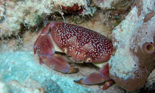 Stone crab season closes May 2 in Florida
