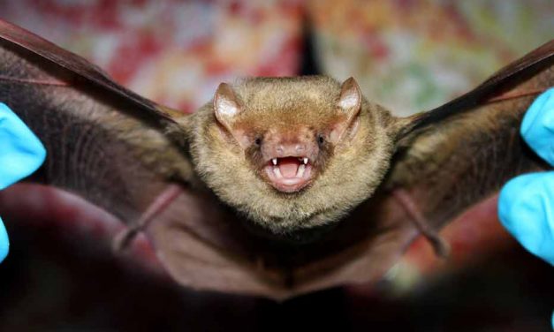 April 15 marks the start of bat maternity season, FWC says